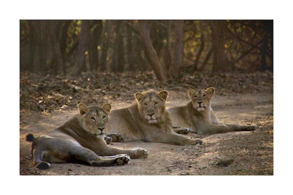Asiatic Lion Lodge Sasan Gir Exterior foto